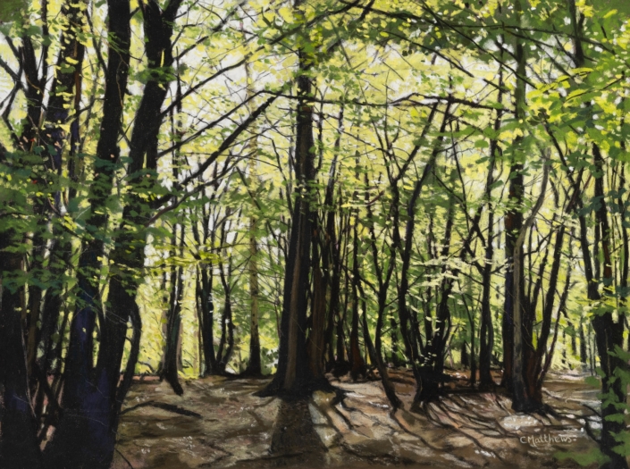 Back Lit Trees 2- Trent Park