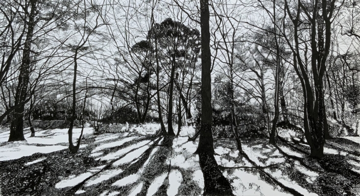 Back Lit Trees- Trent Park